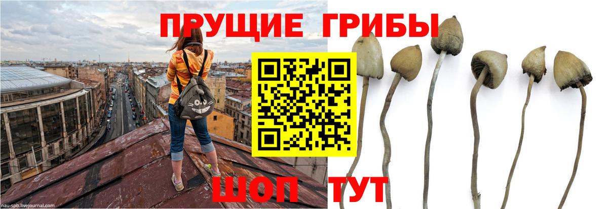 Галлюциногенные грибы Cubensis  Вход с VPN  Карпинск  Псилоцибиновые грибы MAGIC MUSHROOMS 